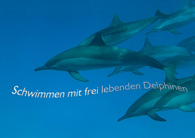 Schwimmen mit Delphinen